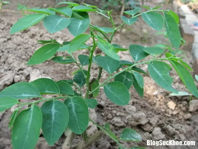 Ăn rau ngót hại không ngờ cho sức khỏe