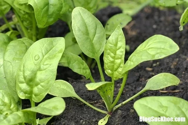 Những công dụng tuyệt vời từ rau chân vịt