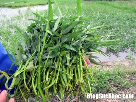 Những người nào không nên ăn rau muống