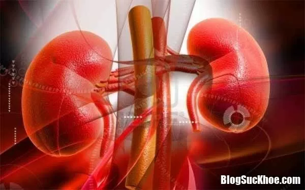Quá trình đào thải thuốc ở thận