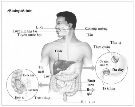Mất cân bằng vi khuẩn đường ruột có nguy hiểm không ?