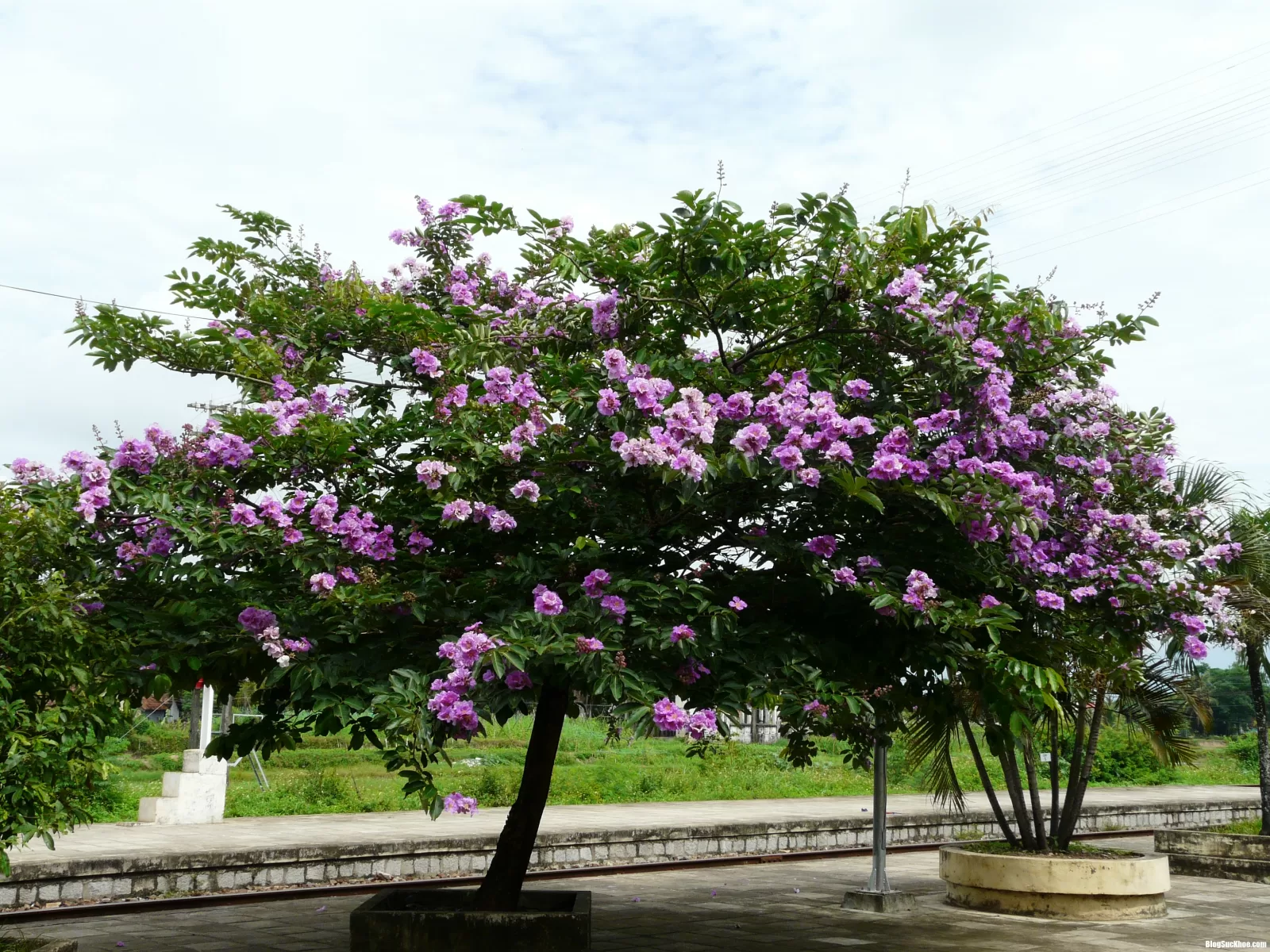 Cây săng lẻ chữa bệnh nấm ngoài da
