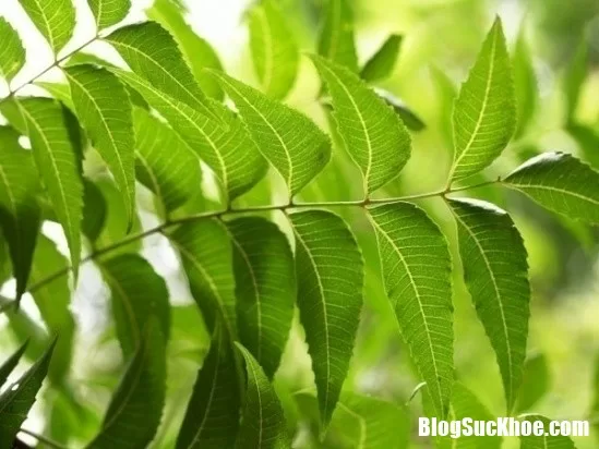 Loại nước lá tắm có thể trị dứt điểm các căn bệnh ngoài da hiệu quả
