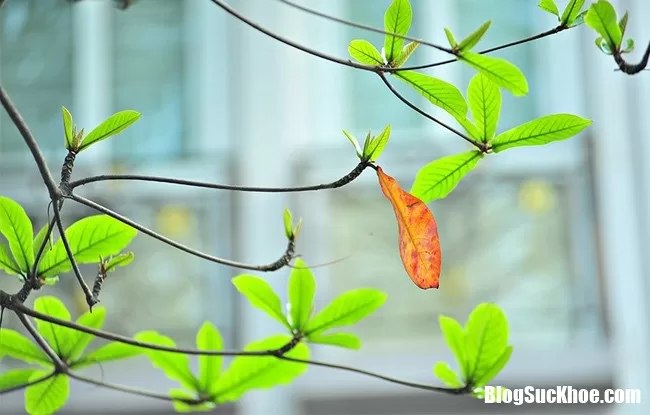 Những bài thuốc dân gian đánh bay sâu răng