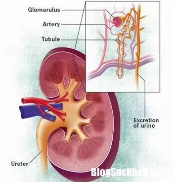 Bị thận hư thì nên tránh xa những thực phẩm này
