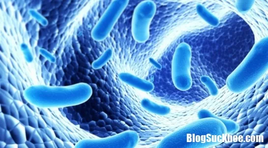 Vi khuẩn đường ruột ảnh hưởng lớn đến bệnh đa xơ cứng