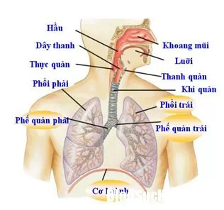 Các biện pháp khắc phục chứng ho ban đêm