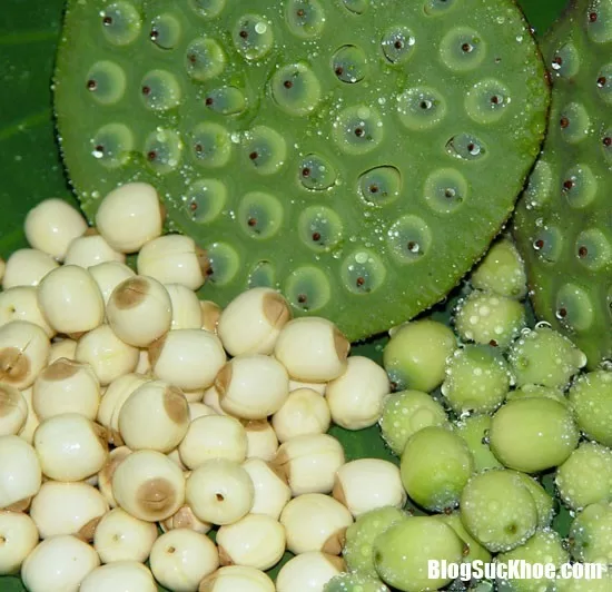 Bài thuốc quý từ sữa hạt sen
