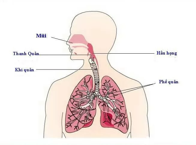 Cách ăn uống tốt cho người bị viêm phế quản
