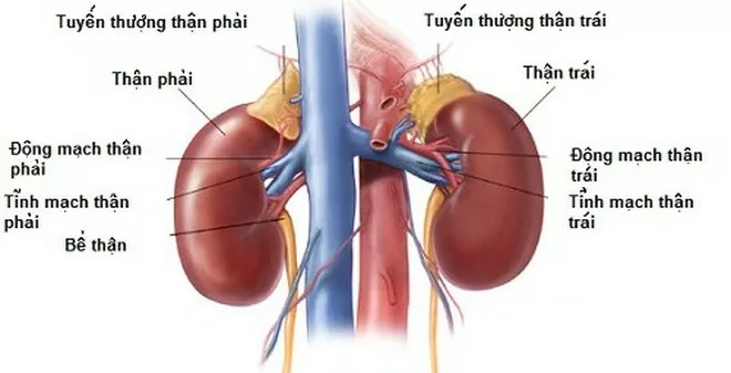 Những nguyên nhân gây hại thận mà chúng ta ít khi để ý