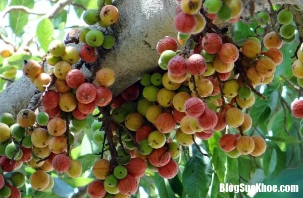Thật khó tin loại quả dân dã này có thể đánh bật ung thư