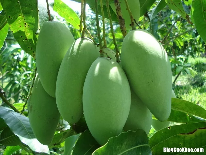 Lá xoài non trị huyết áp, tiểu đường