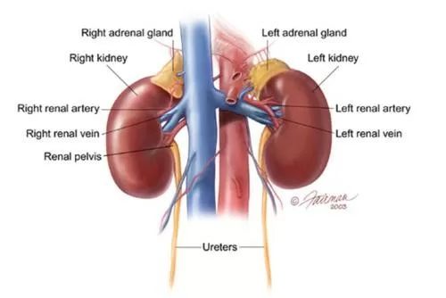 Những tác hại nguy hiểm do bệnh viêm cầu thận gây ra