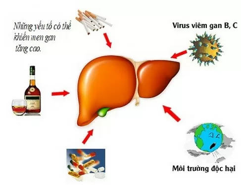 Cách giảm men gan cao hiệu quả không cần thuốc