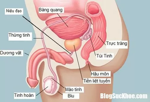 Những triệu chứng của bệnh ung thư tuyến tiền liệt