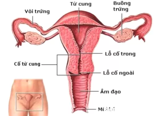 Cảnh giác với những dấu hiệu phổ biến của ung thư cổ tử cung