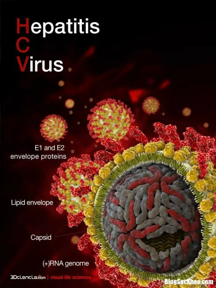 Hiểu thêm về virus viêm gan c