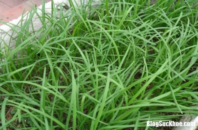Lá hẹ tuy dân dã mà có quá nhiều công dụng thật tuyệt vời