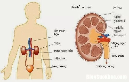 10 Triệu chứng hay gặp nhất của bệnh suy thận
