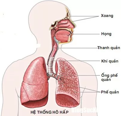 Nên làm gì để phòng viêm hô hấp mùa lạnh?