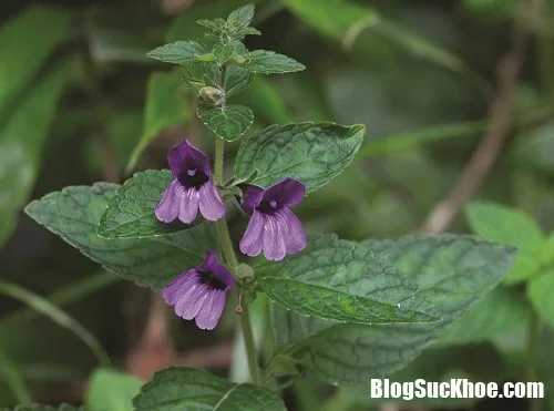 Bài thuốc Đông y điều trị viêm gan