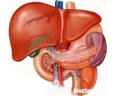 Phải làm gì khi chỉ số men gan tăng cao ?