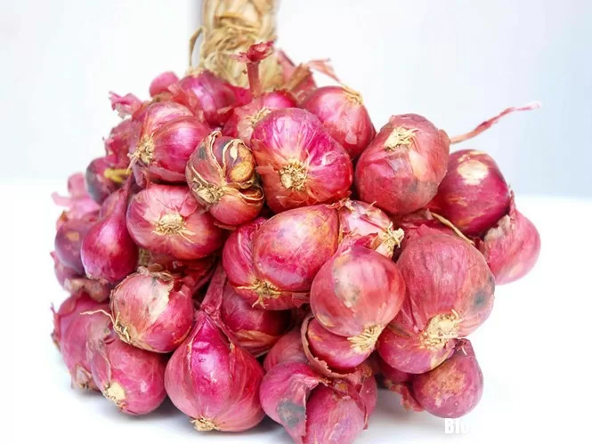 Kiểm soát bệnh lao kháng thuốc bằng củ hành tím
