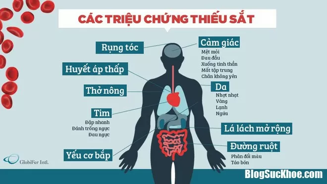 Cách nhận biết cơ thể bạn đang thiếu sắt