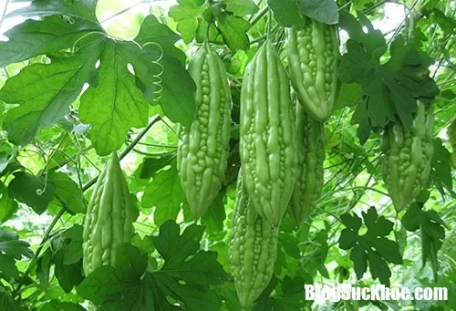Ai không được ăn mướp đắng ?