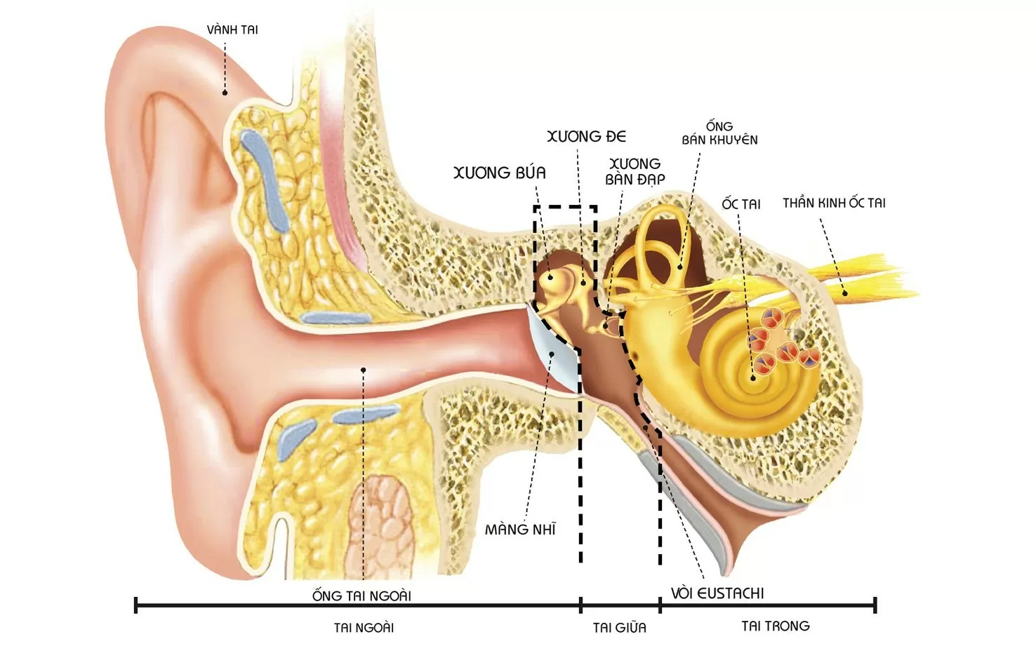 Viêm tai giữa mạn tính - Nguyên nhân và cách điều trị