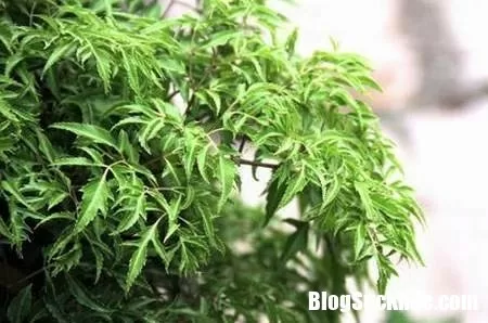 Bài thuốc từ cây đinh lăng chữa trị bệnh đau lưng