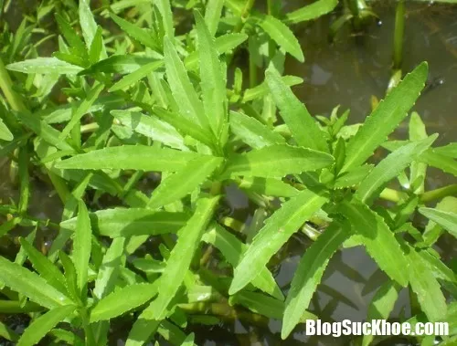 Bài thuốc trị sỏi thận từ cây ngổ