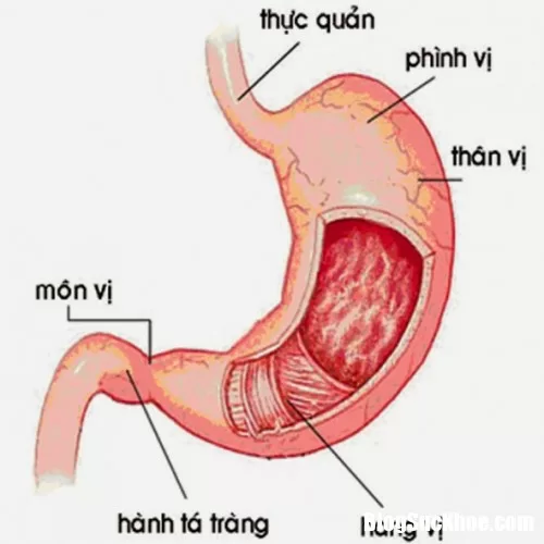 Cách nhận biết bệnh viêm hang vị dạ dày