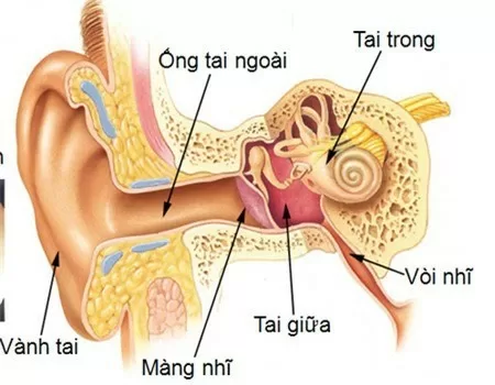 Những triệu chứng nhận biết bệnh viêm tai ngoài