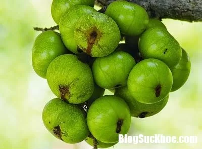 Bài thuốc từ quả sung đánh bay những viên sạn thận cứng đầu