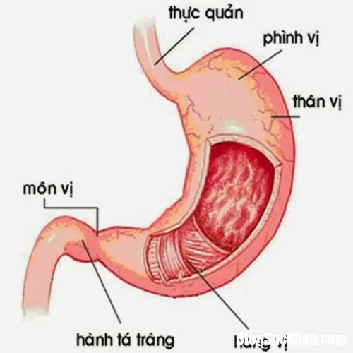 Tìm hiểu nguyên nhân gây bệnh xung huyết dạ dày