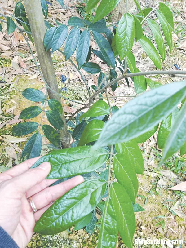 Cây ba kích làm tăng sức mạnh cho các quý ông