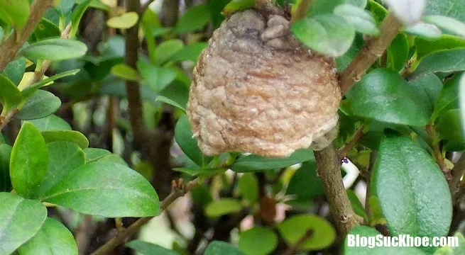 Một vài bài thuốc chữa yếu sinh lý từ côn trùng
