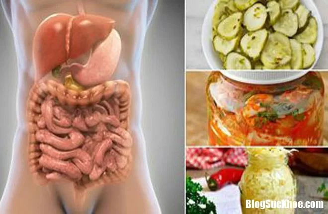 Vì sao vi khuẩn Probiotic tốt cho hệ tim mạch và cải thiện hệ thống miễn dịch?