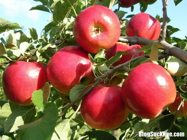 Những sai lầm hầu hết mọi người mắc phải khi ăn táo là gì