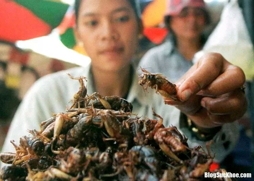 Phải có lí do thì côn trùng mới trở thành đặc sản của nhiều nước như thế