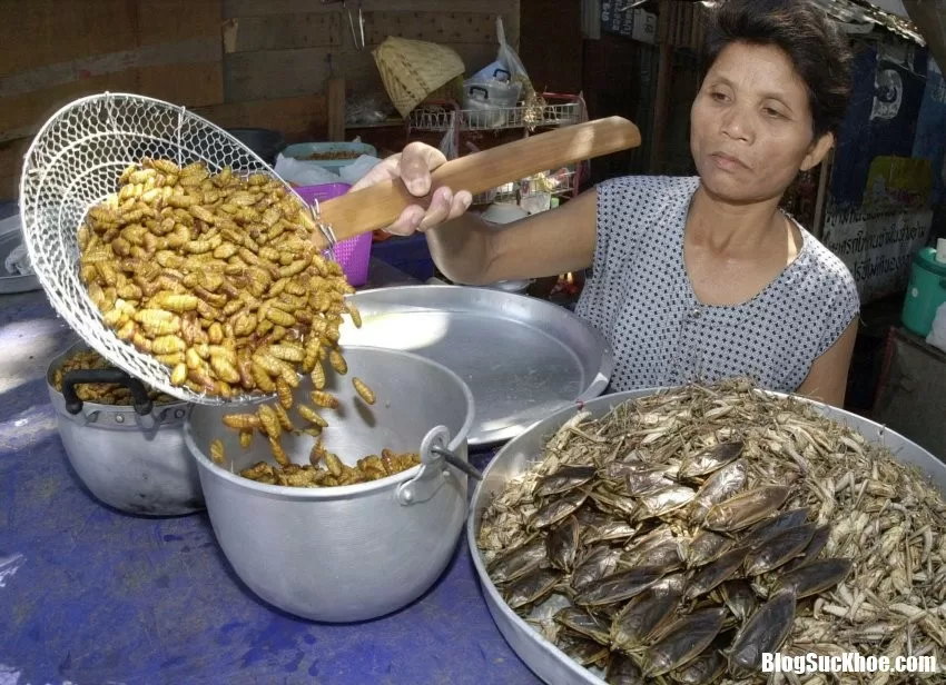 Phải có lí do thì côn trùng mới trở thành đặc sản của nhiều nước như thế