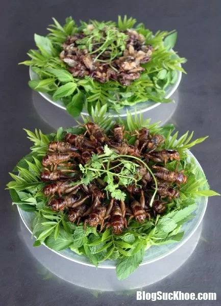 Phải có lí do thì côn trùng mới trở thành đặc sản của nhiều nước như thế