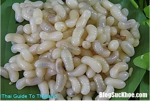 Phải có lí do thì côn trùng mới trở thành đặc sản của nhiều nước như thế