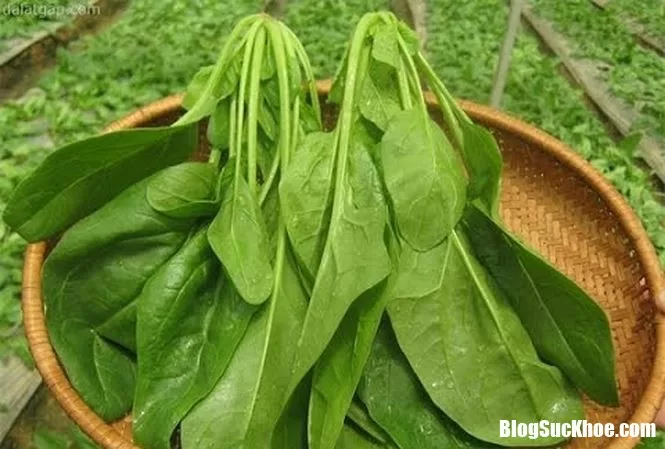 Cải bó xôi và những công dụng liên quan đến bệnh sinh lý