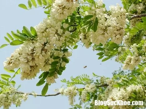 Bất ngờ khi biết hoa hòe có thể trị được nhiều bệnh