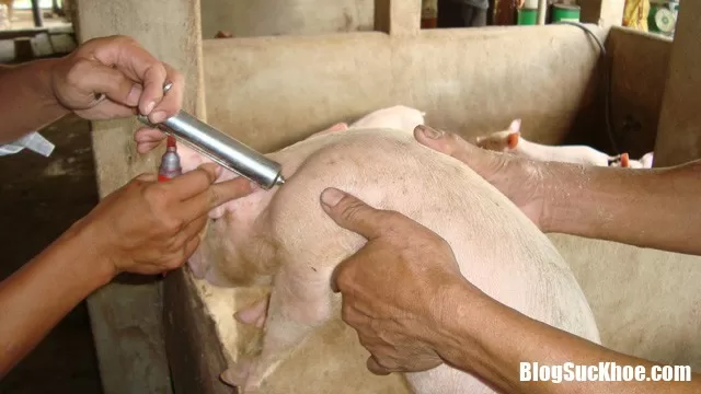 Những bộ phận động vật không nên ăn mà nhiều người rất "ghiền"