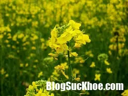 Những loại dược giúp người ngăn chặn triệu chứng bệnh trào ngược dạ dày
