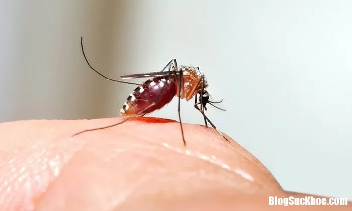 Các loại virut nguy hiểm cho cả mẹ lẫn thai nhi