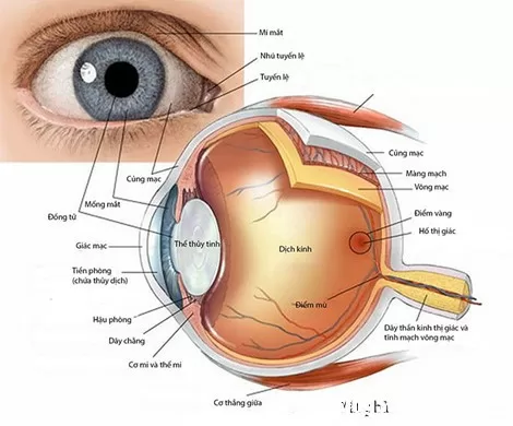 Bảo vệ mắt khỏi các dịch bệnh mùa hè nhờ sử dụng thuốc nhỏ mắt đúng cách
